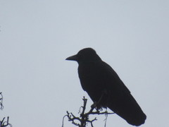 Corvus corone