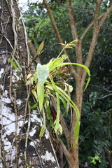 Aechmea tillandsioides