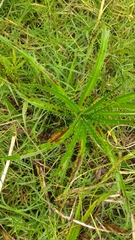 Eryngium