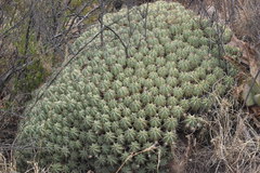 Euphorbia pulvinata