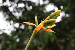 Aechmea tillandsioides