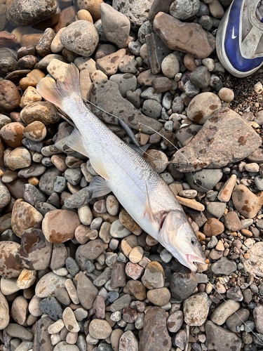 Columbia River dace (Ptychocheilus oregonensis) — Cyprinidae