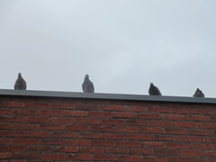 Columba livia domestica