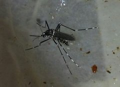 Aedes albopictus