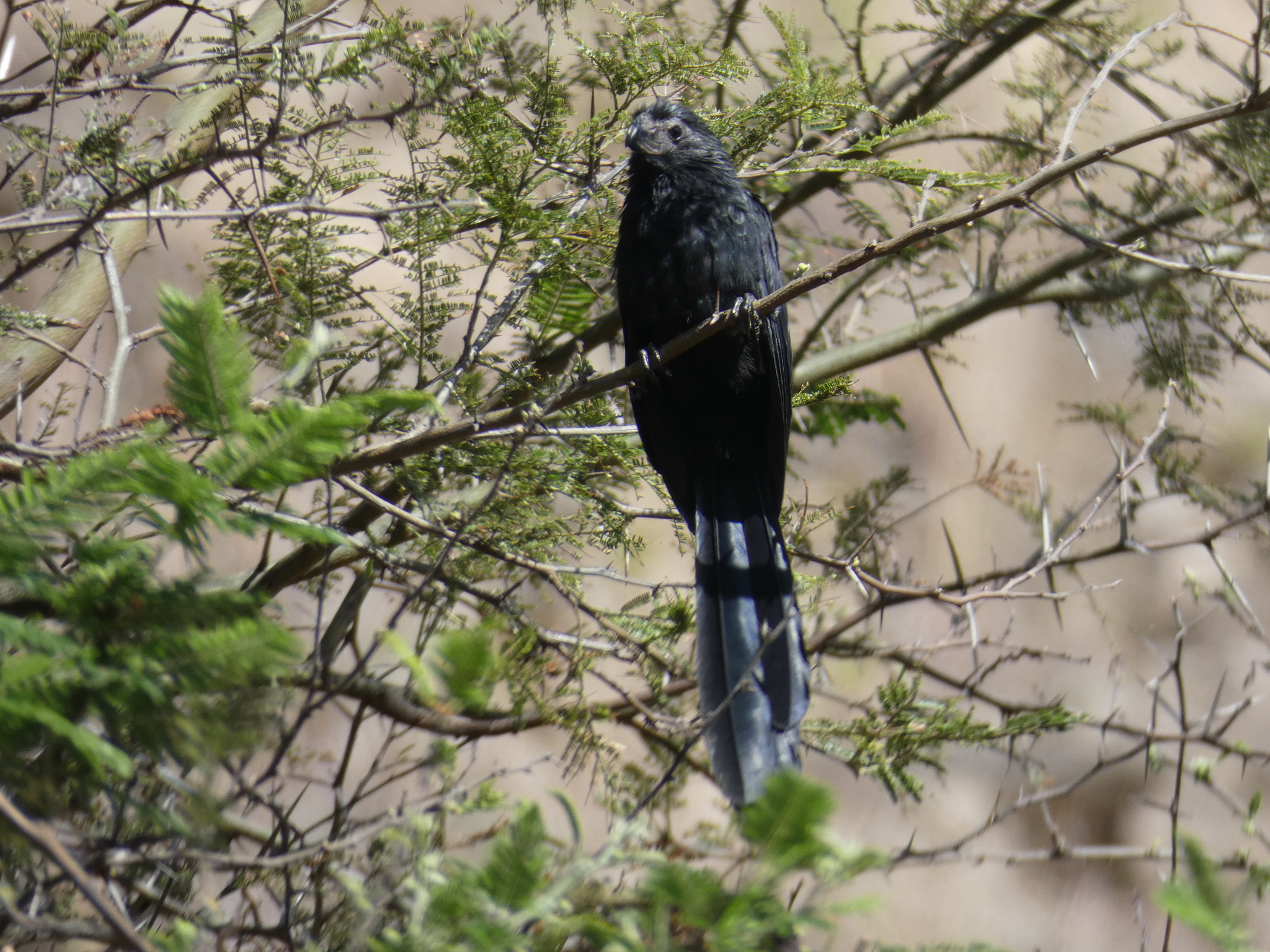 Crotophaga sulcirostris image