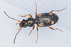 Bembidion - Photo (c) Shamil Murtazin, some rights reserved (CC BY-NC), uploaded by Shamil Murtazin