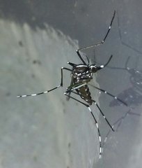 Aedes albopictus