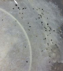 Aedes albopictus