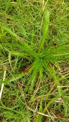 Eryngium