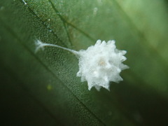 Microstigmus