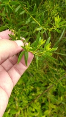Tracheophyta