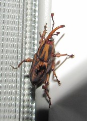 Metamasius hemipterus