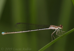 Argentagrion ambiguum