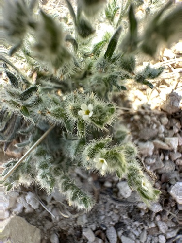 Mexican cryptantha