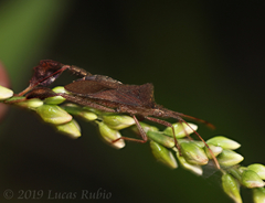 Leptoglossus concaviusculus