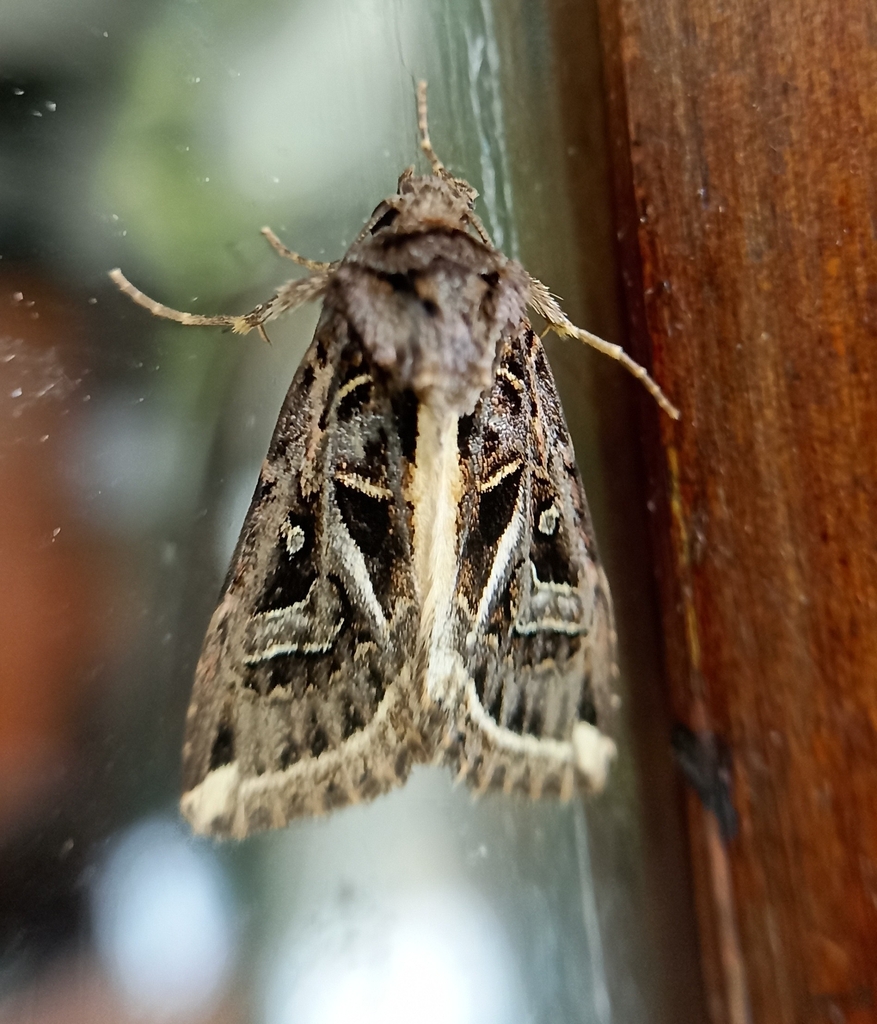 Odontestra submarginalis