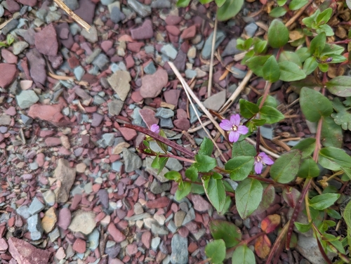 Pimpernel willowherb (Epilobium anagallidifolium)