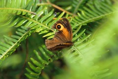 Mycalesis patnia