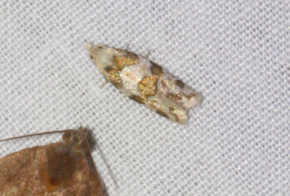 Silver-bordered Aethes from Mont-Joli, QC, Canada, 1101 rue Lussier on ...