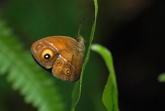 Mycalesis patnia