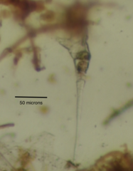 Collotheca