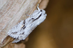 Egira crucialis
