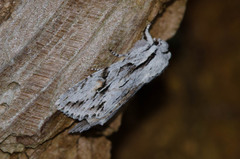 Egira crucialis