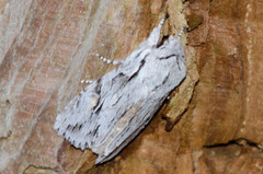 Egira crucialis