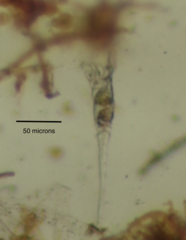 Collotheca