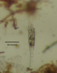 Collotheca