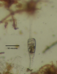 Collotheca