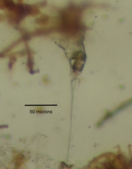 Collotheca