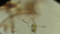 Collotheca