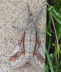 Dasychira obliquata