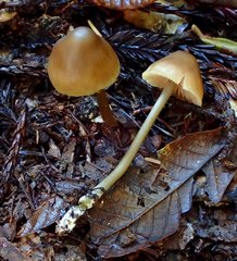 Entoloma formosum