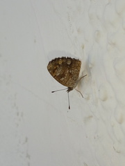 Phyciodes graphica graphica