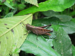 Maculiparia rotundata