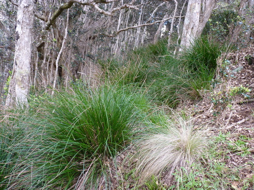Carex fernandesiana observed 2011-02-05