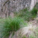 Carex fernandesiana - Photo (c) Patricio Novoa,  זכויות יוצרים חלקיות (CC BY-NC), הועלה על ידי Patricio Novoa