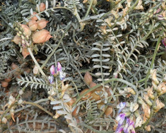 Astragalus magdalenae