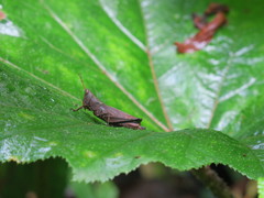 Maculiparia rotundata