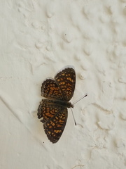 Phyciodes graphica graphica