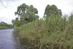 Phragmites australis altissimus