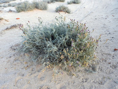 Astragalus magdalenae