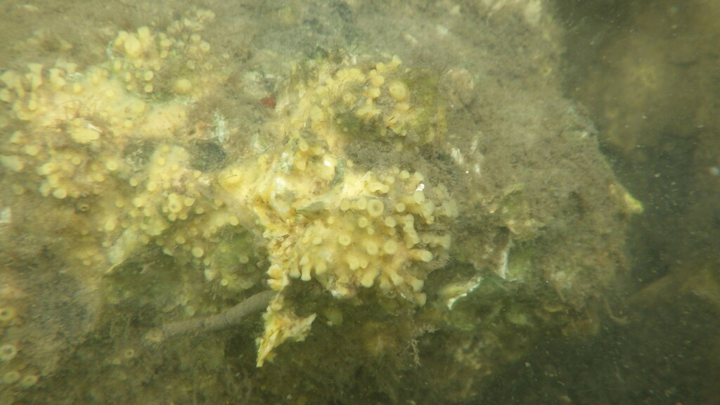 Sulphur Boring Sponge from Placida, FL 33946, USA on May 31, 2023 at 04