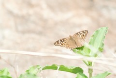 Junonia lemonias