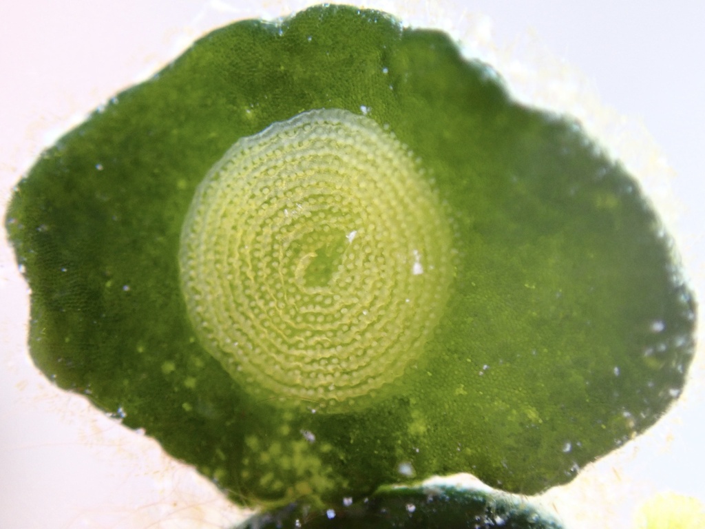 Bosellia mimetica