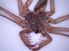 Paraphrynus chacmool