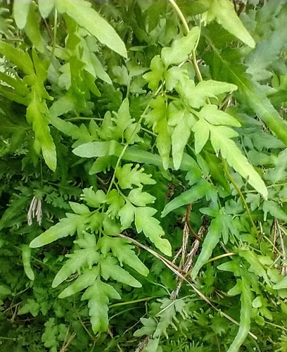 Lygodium japonicum iNat (3)