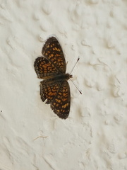 Phyciodes graphica graphica